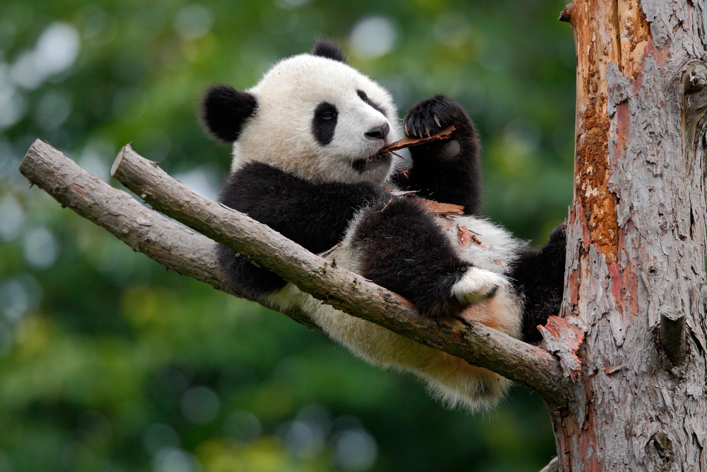 Google Panda (trochę gruba)